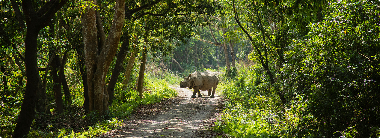 Popular Nepal tour - Kathmandu, Chitwan safari and Pokhara